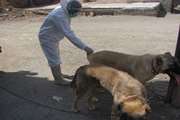 واکسیناسیون رایگان 400 قلاده سگ صاحبدار  علیه هاری در شهرستان زاوه